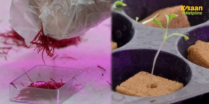 मिट्टी रहित खेती पद्धति का उपयोग करके केसर उगा रहा है पुणे का ये सॉफ्टवेयर इंजीनियर